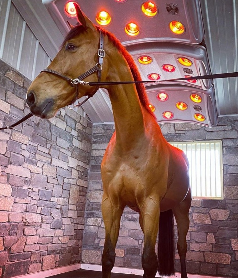 سولاريوم الخيل - مثالي لفصل الشتاء